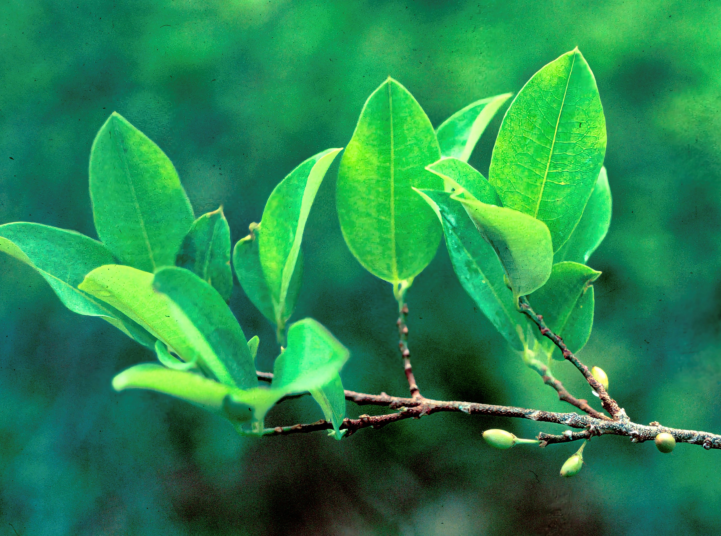 Coca Access and Benefit Sharing Agreement Authorized by Peru’s National Institute of Agrarian Innovation (INIA) Supports Research Efforts of Jaguar Health and Filament Health Joint Venture, Magdalena Biosciences, into Potential Mental Health and CNS Indications of Coca