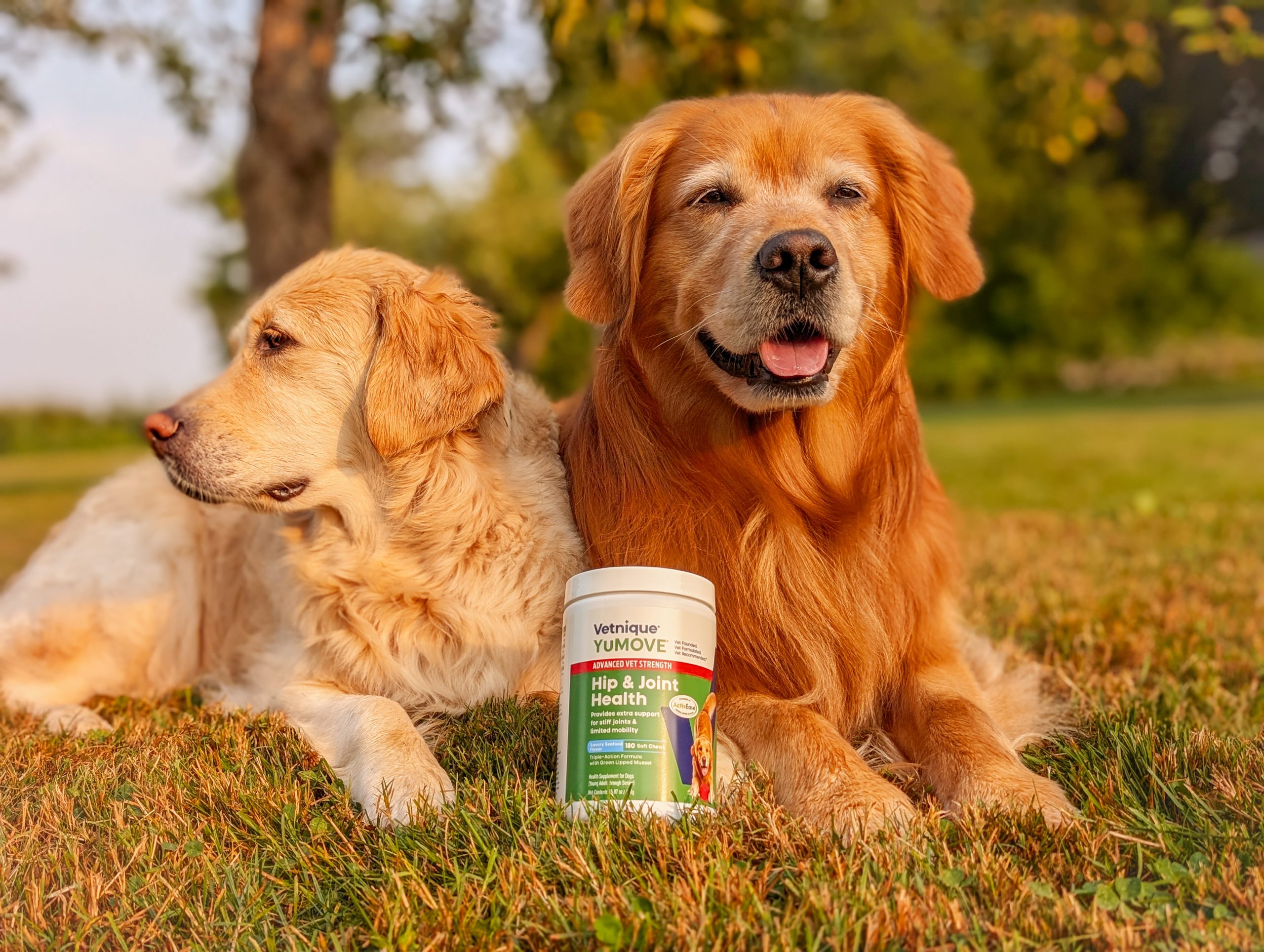 From Stiff Steps to Playful Fetch: The YuMOVE(R) 6-Week Challenge Helps Pets on the Path to More Movement