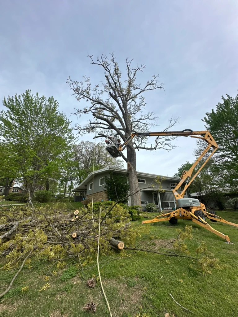 Green Arbor LLC Expands Professional Tree Service